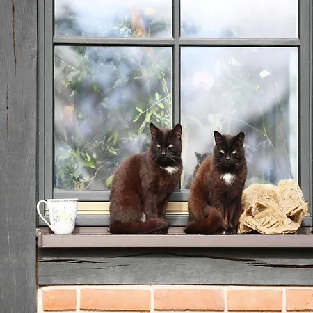 Doppelhaushaelfte Seestern, Lohmen בית נופש Garden