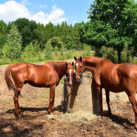 Doppelhaushaelfte Seestern, Lohmen Garden